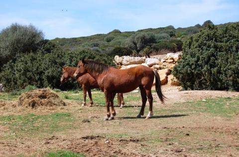 Villa Corallo | Tritt-Sardinia.com