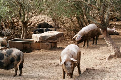 Villa Corallo | Tritt-Sardinia.com