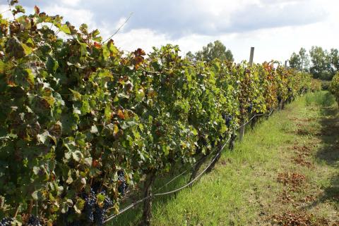 Agriturismo Borgo Caterina | Tritt-Sardinia.com