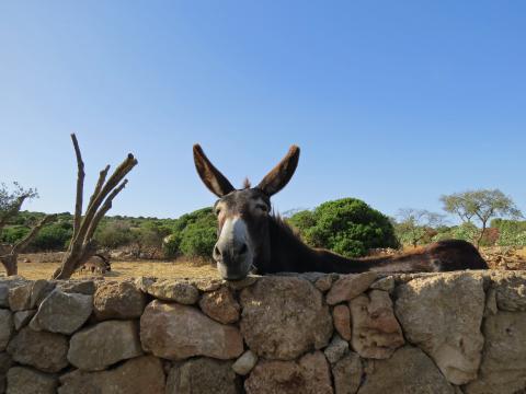 Residence Corallo | Tritt-Sardinia.com