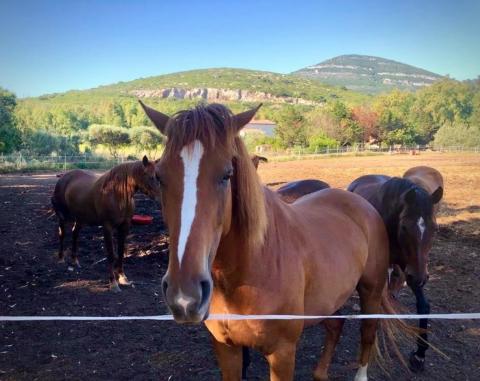 Residence Corallo | Tritt-Sardinia.com
