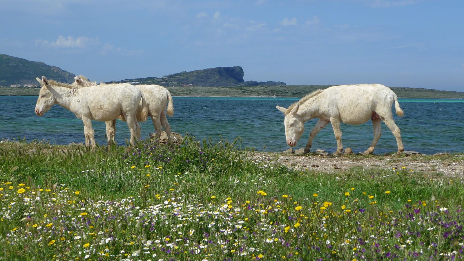 White donkeys in Sardinian coastal landscape