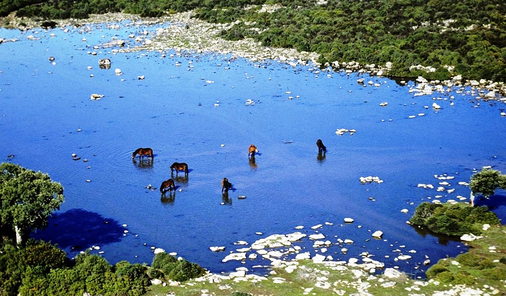 Costa Verde wild horses in Sardinia