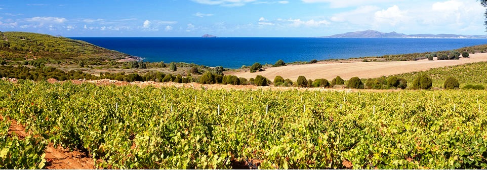 Sella & Mosca vineyards in Alghero