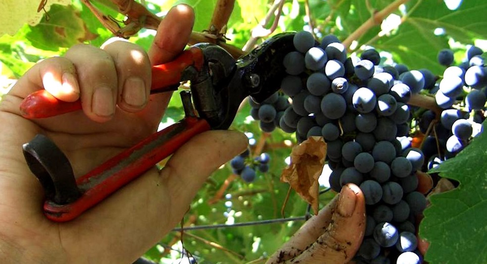 Sardinian cannonau grapes
